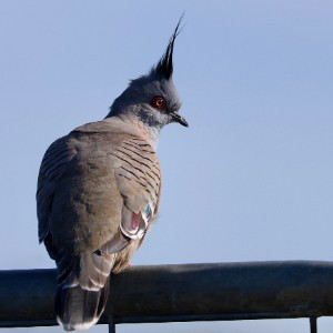 The Crested Pigeons